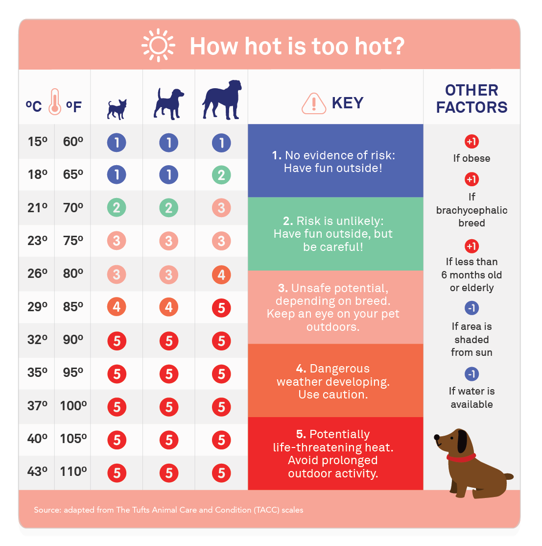 What Temperature Does Dog Need Coat at Myrtle Graham blog