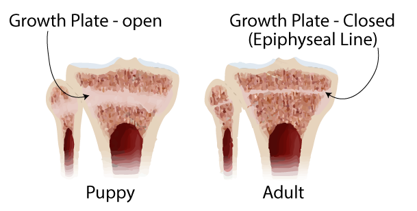 Image of growth plates between puppies and adults