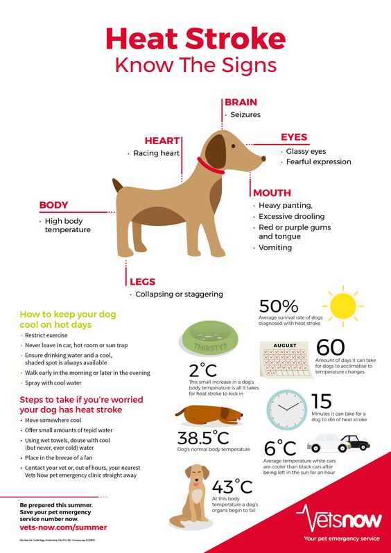Confident Canines | Puppy & Dog Training Services | Leyland, Lancs ...