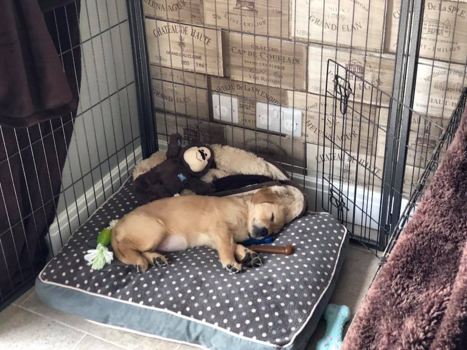 holly asleep in crate