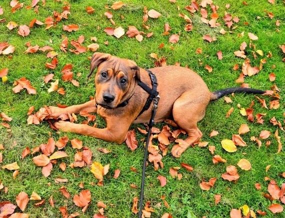 puppy first walk redo