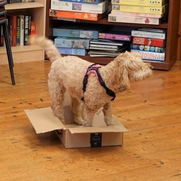 dog in box
