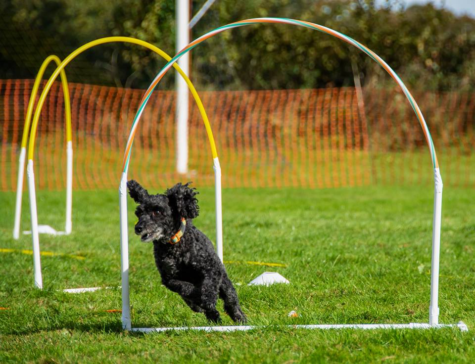 Hoopers dog clearance