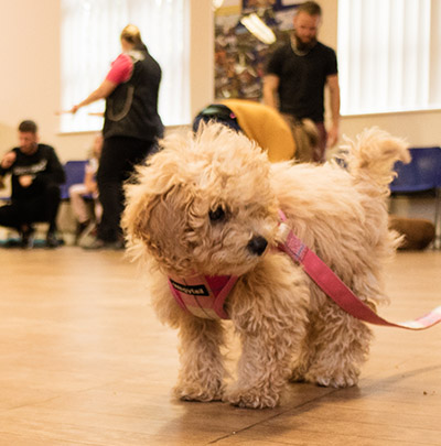 Puppy Foundation Course
